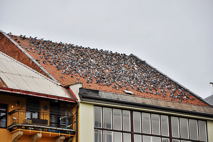 A2B Pest Control are able to install spikes to deter birds from roofs in Skipton. 