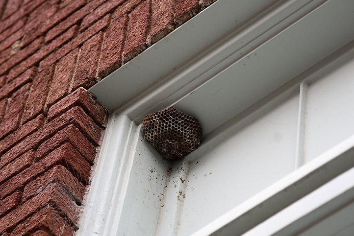 We provide a wasp nest removal service for domestic and commercial properties in Skipton.